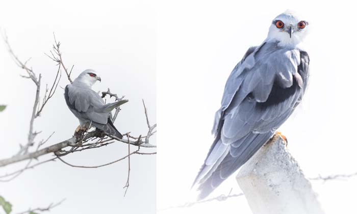 Doğaya Kanat Açtık’ta görüntülenen kuş türü 309 oldu 