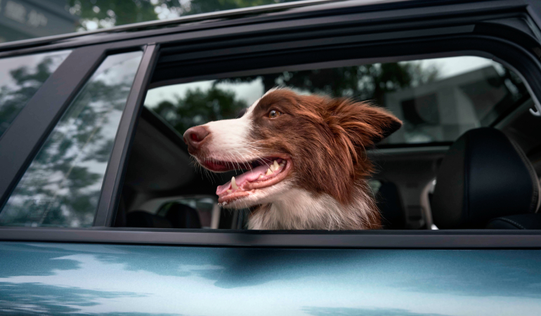 JAECOO 5 Evcil Hayvan Dostu Kabini ile Güvenilirliğini Bir Kez Daha Teyit Etti